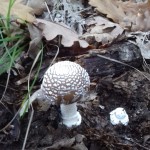 20171106_151541 - Copy