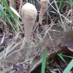 IMG_20171110_124559 - Copy
