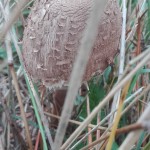 IMG_20171110_141113 - Copy