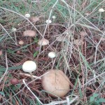 IMG_20171110_142438 - Copy